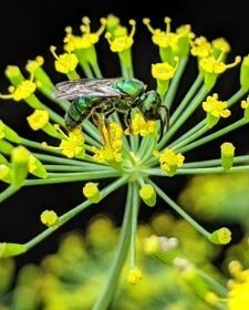 sweat bee